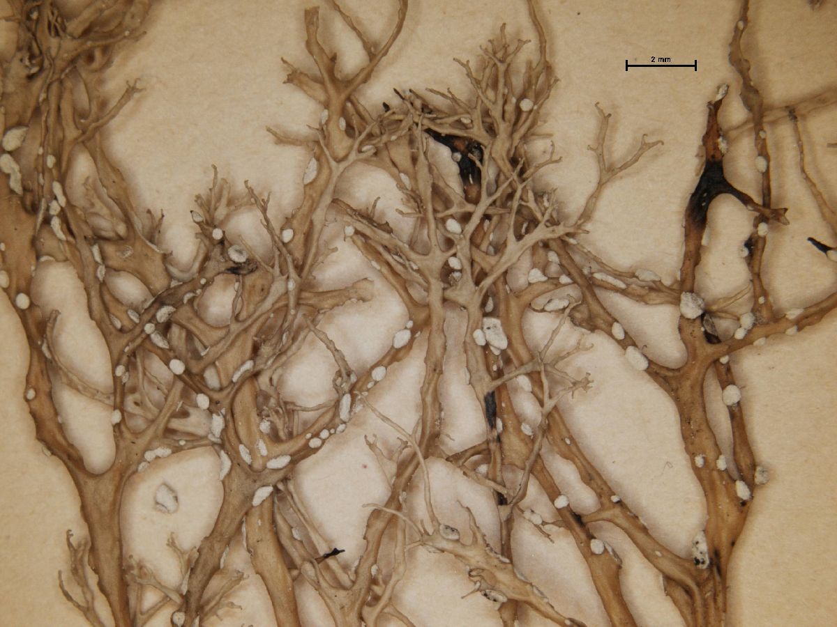 Arthonia farinacea image