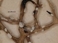 Arthonia farinacea image