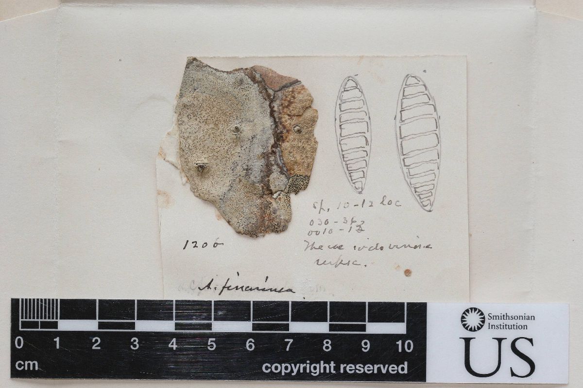 Arthonia farinacea image