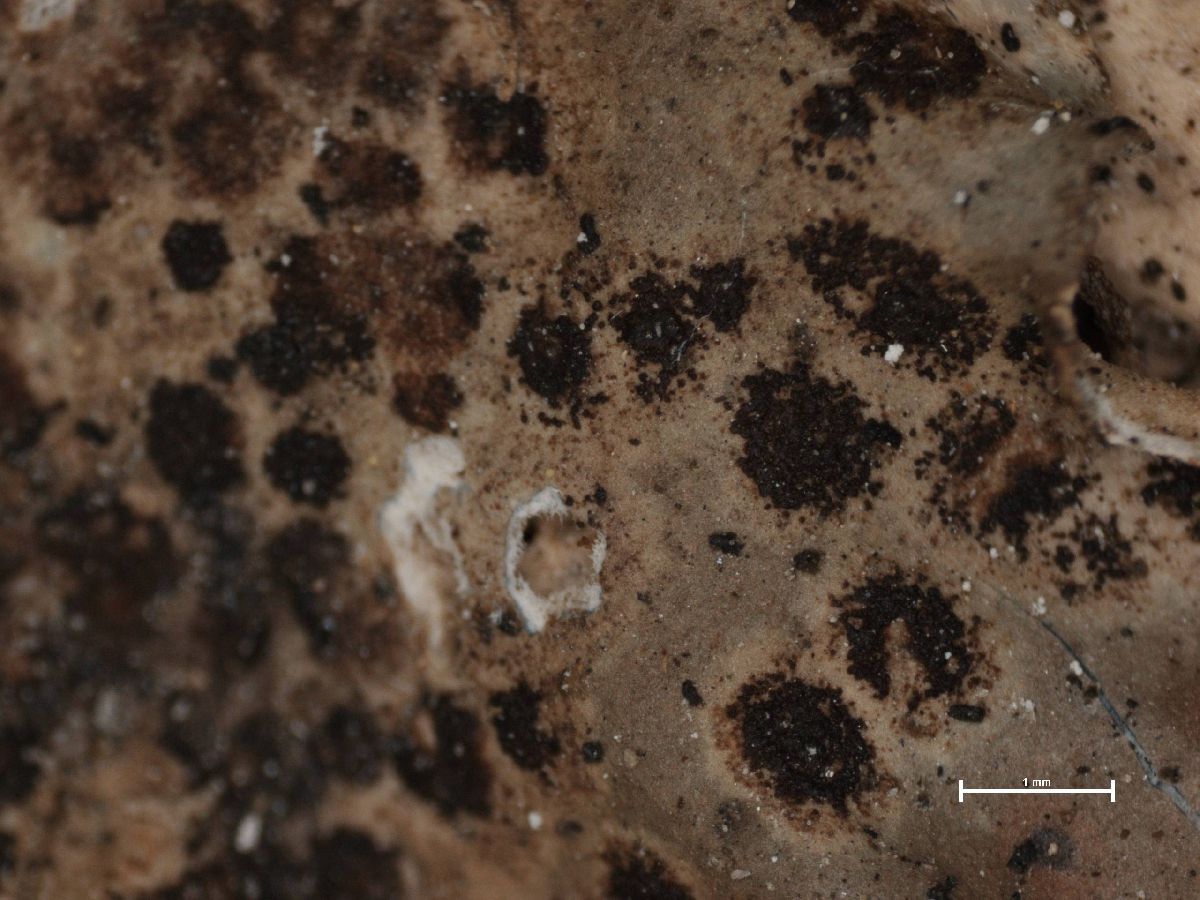 Arthonia fuscopurpurea image