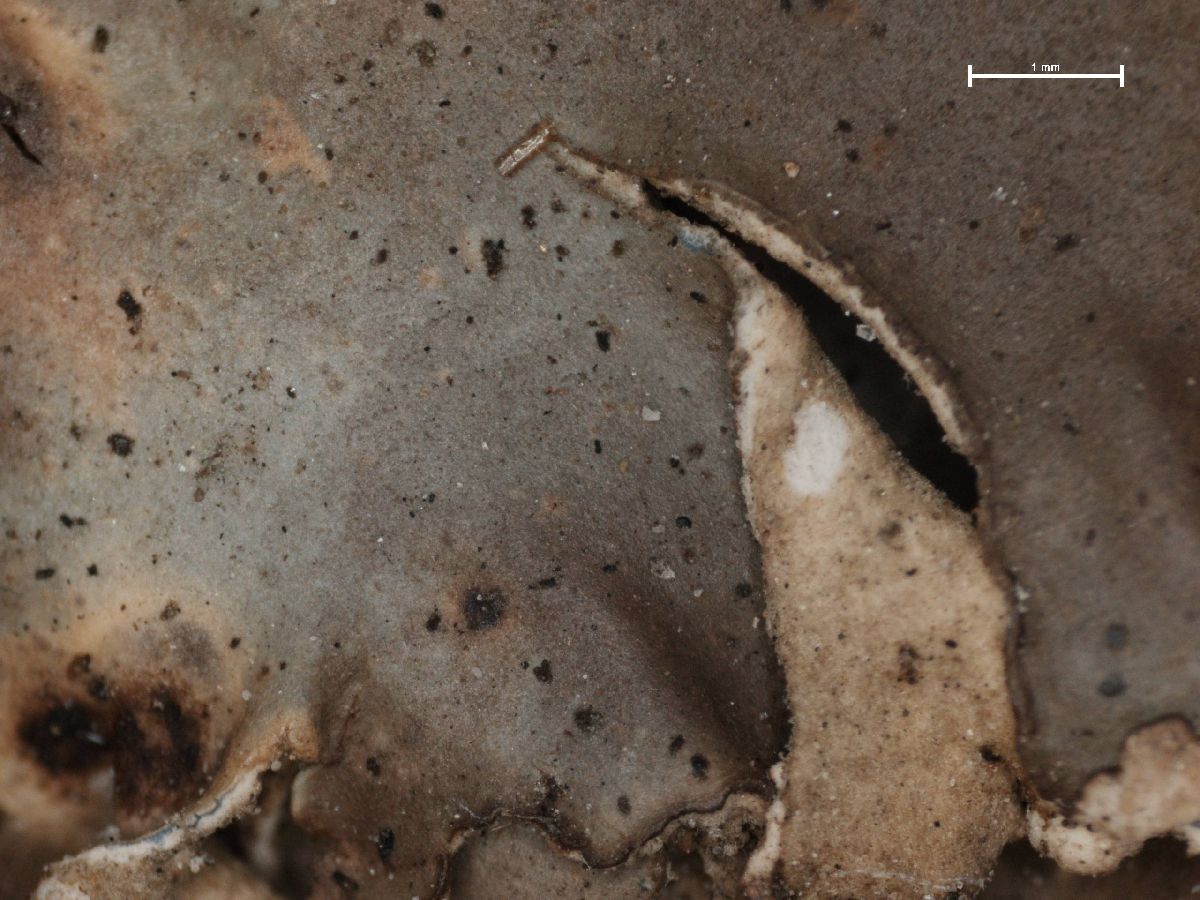 Arthonia fuscopurpurea image