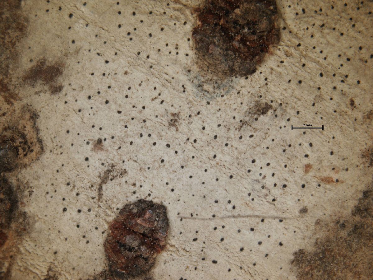 Arthonia galactites image