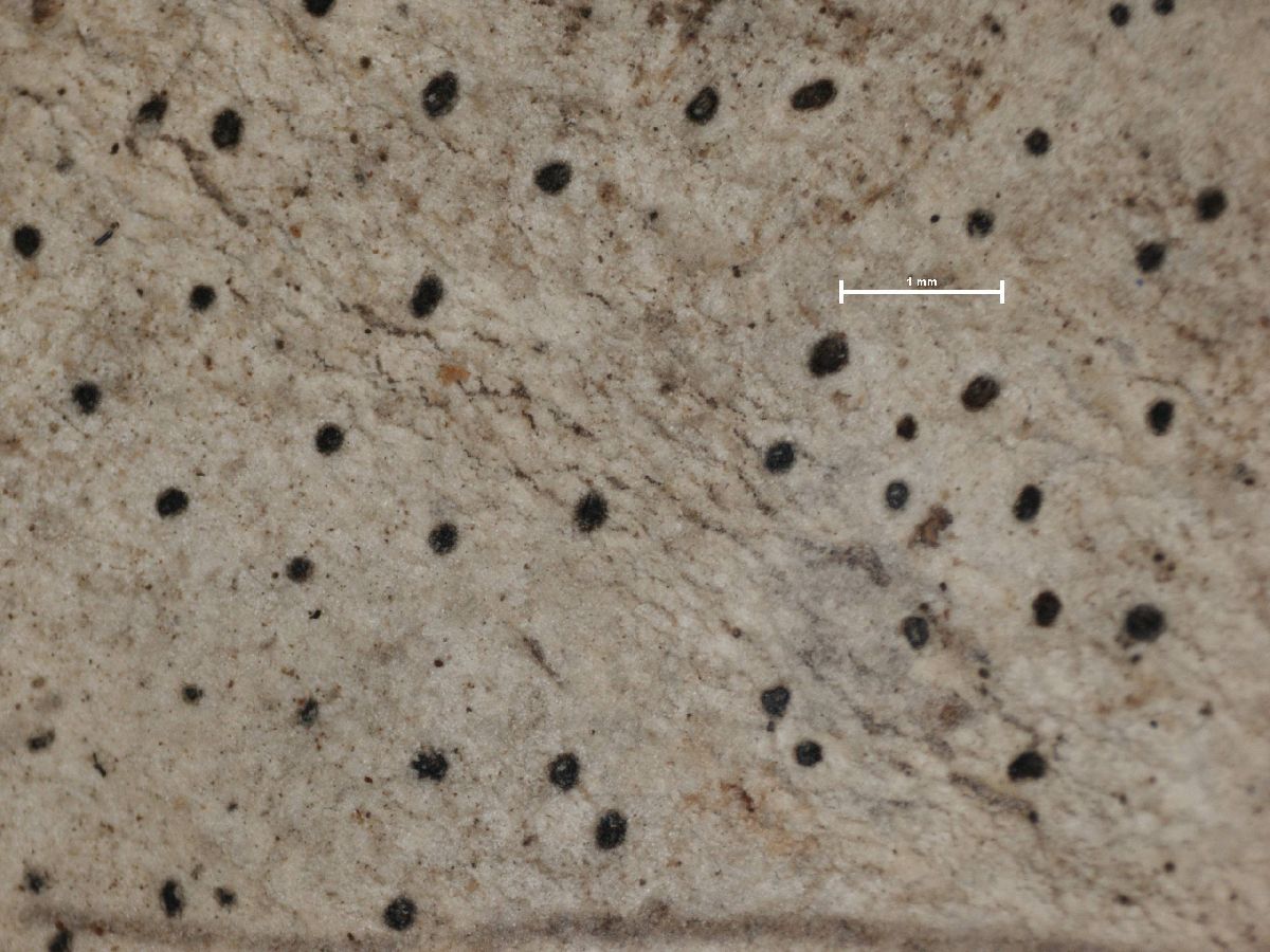 Arthonia galactites image