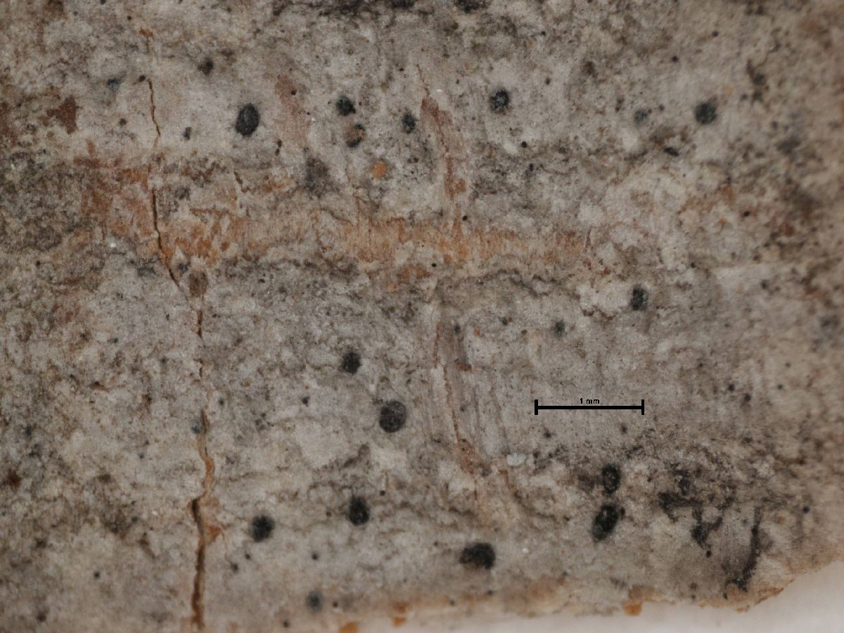 Arthonia galactites image