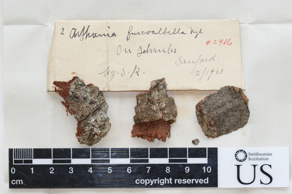 Arthonia fuscoalbella image