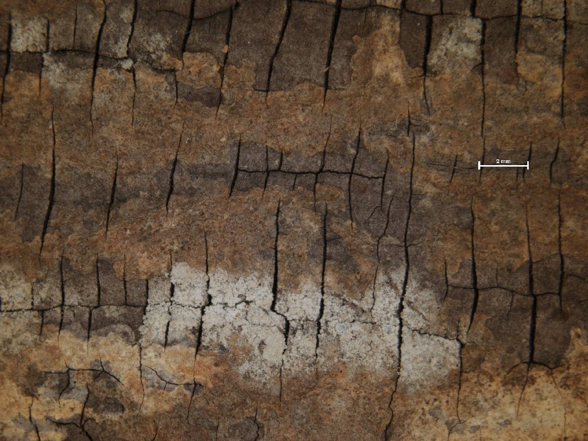 Arthonia glaucescens image