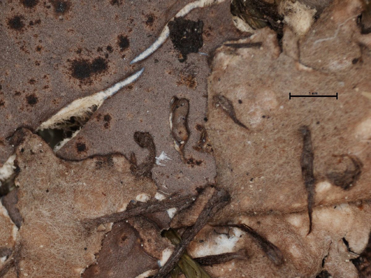 Arthonia fuscopurpurea image