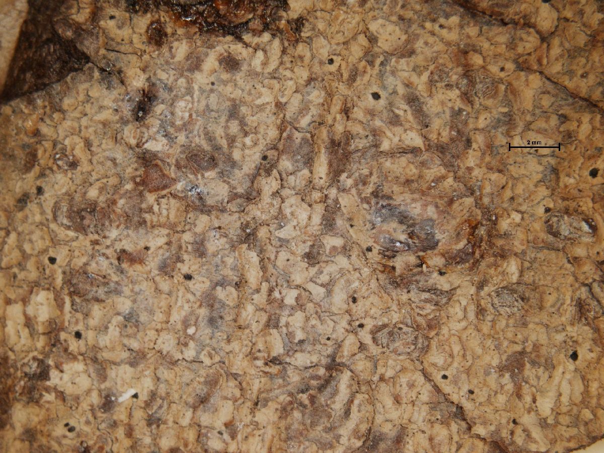 Arthonia fusispora image