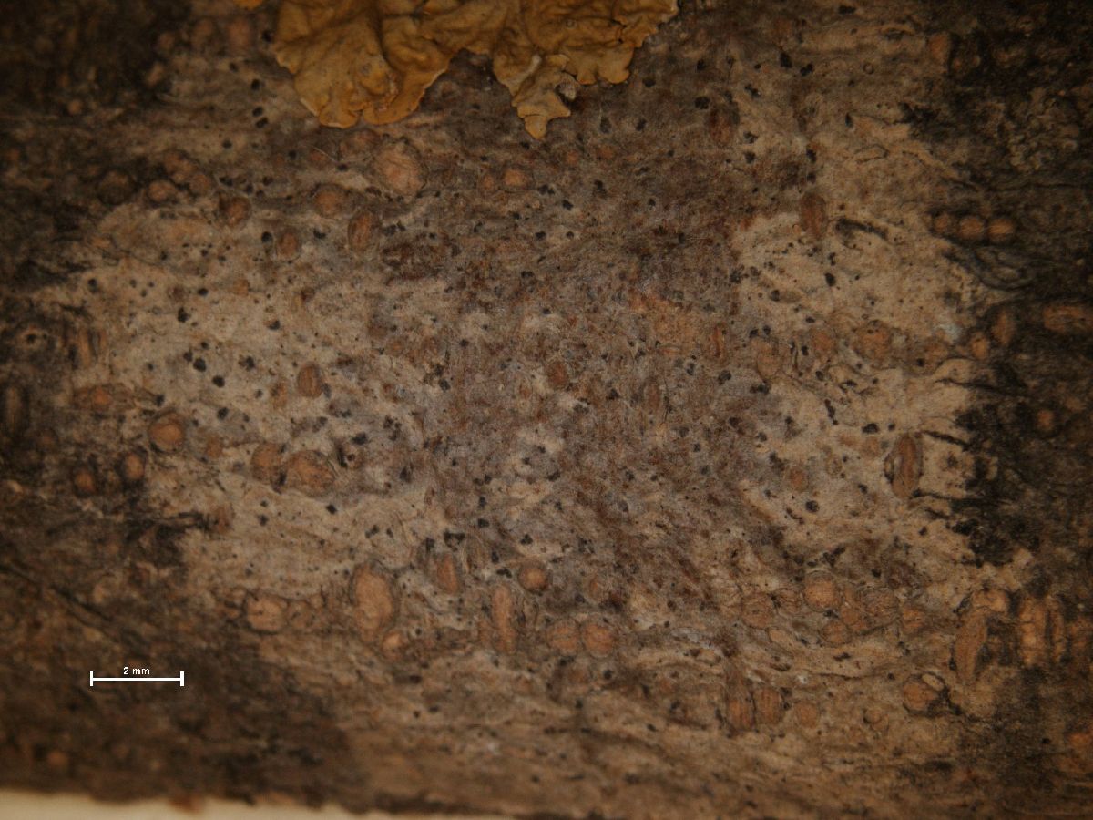 Arthonia granosa image