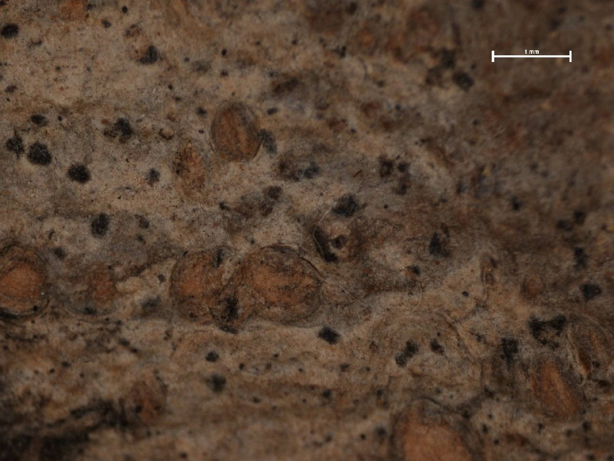 Arthonia granosa image