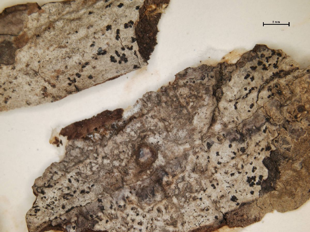 Arthonia gibberulosa image