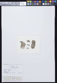 Arthonia gyrosa image