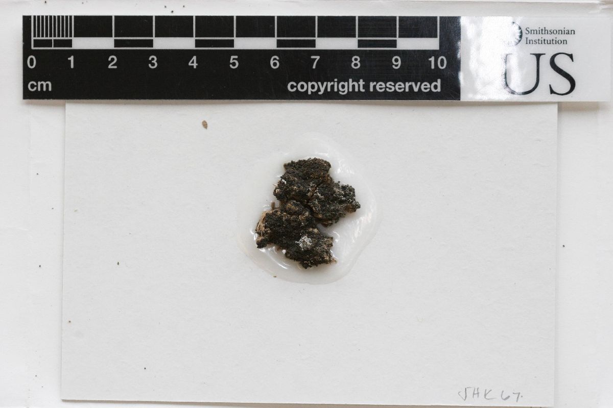 Arthonia glebosa image