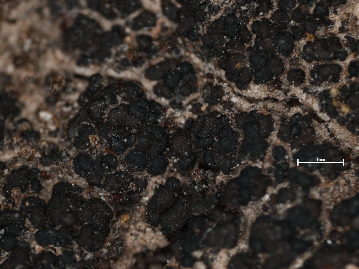 Arthonia glebosa image