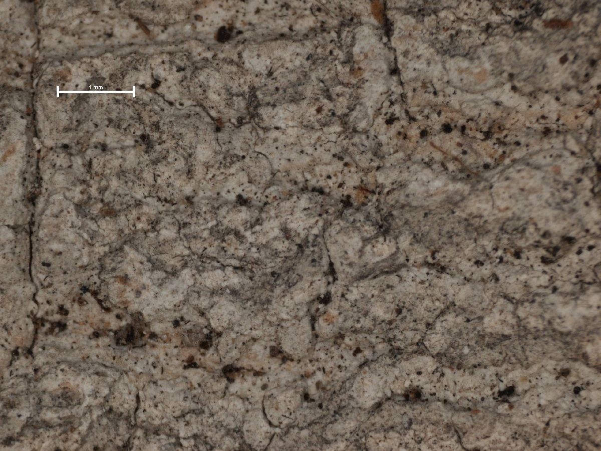 Arthonia hampeana image