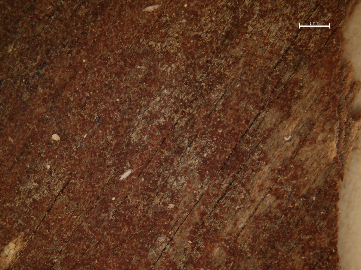 Arthonia helvola image