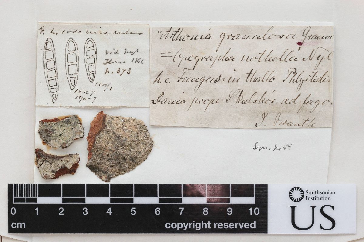 Arthonia granulosa image