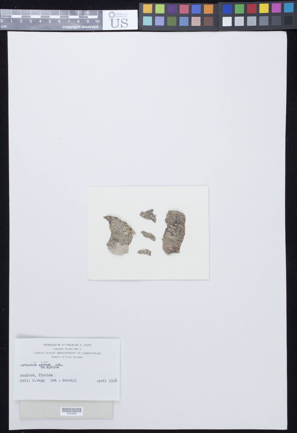 Arthonia gyrosa image