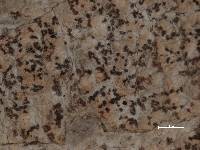 Arthonia hypochniza image