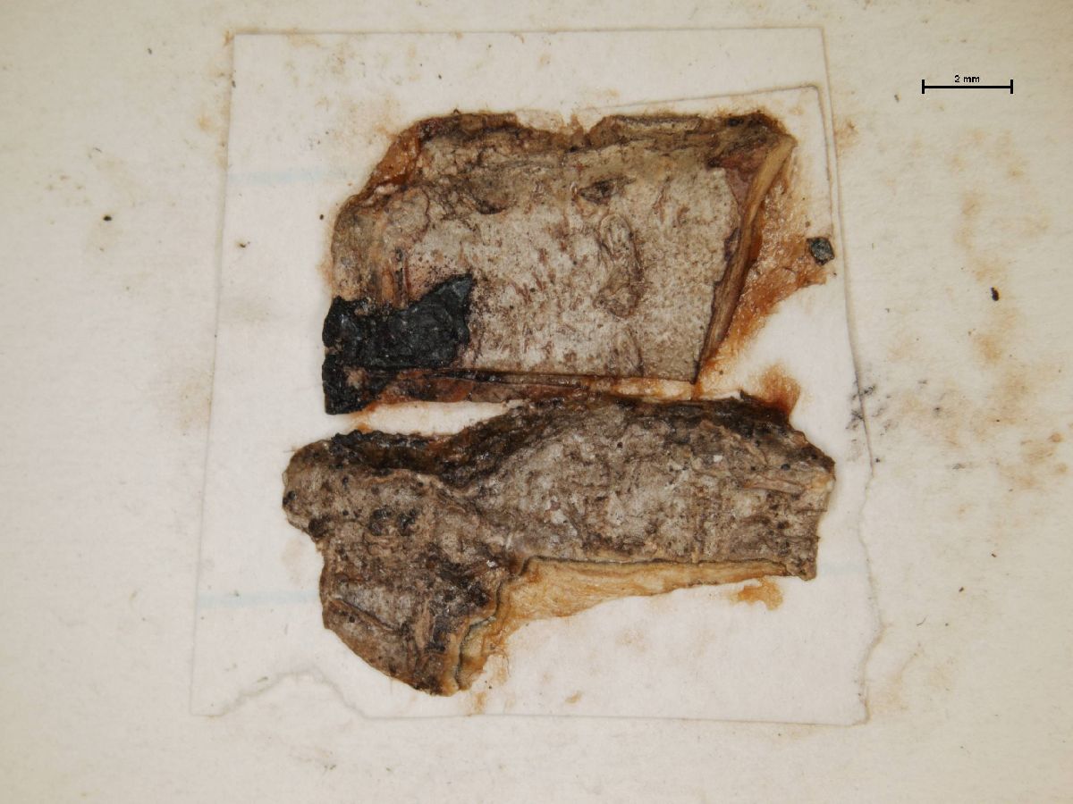 Arthonia hypochniza image