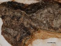 Arthonia hypochniza image