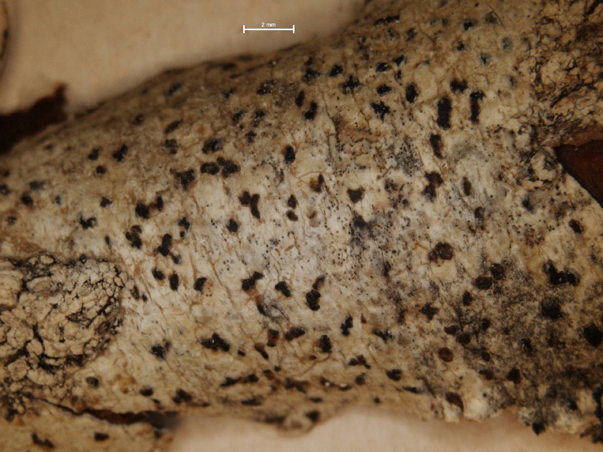 Arthonia ilicina image