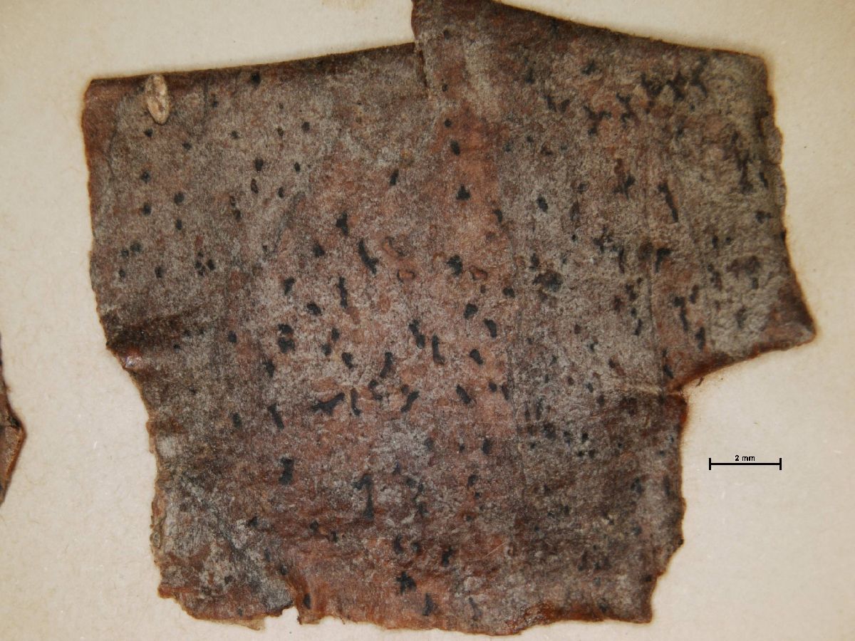 Arthonia hamamelidis image