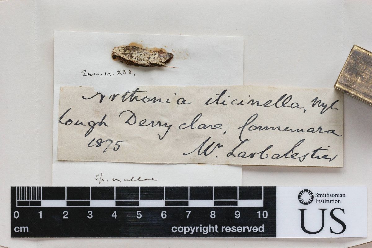 Arthonia ilicinella image