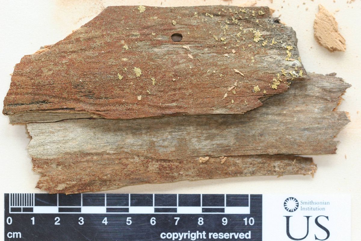 Arthonia helvola image