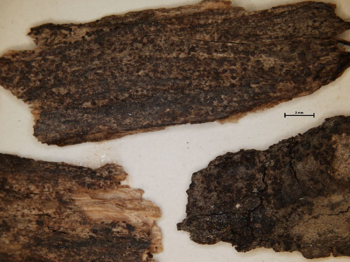 Arthonia incarnata image