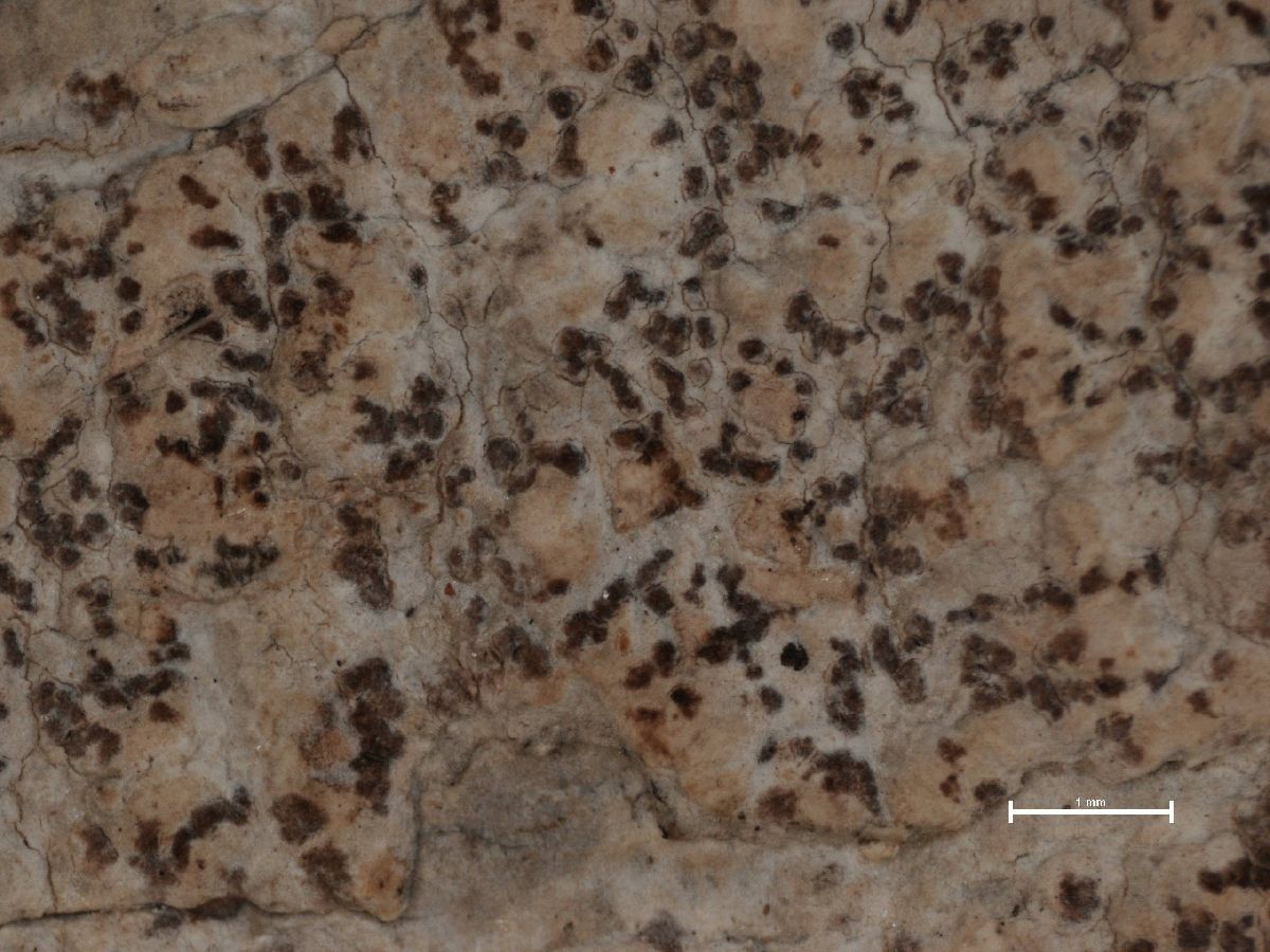 Arthonia hypochniza image