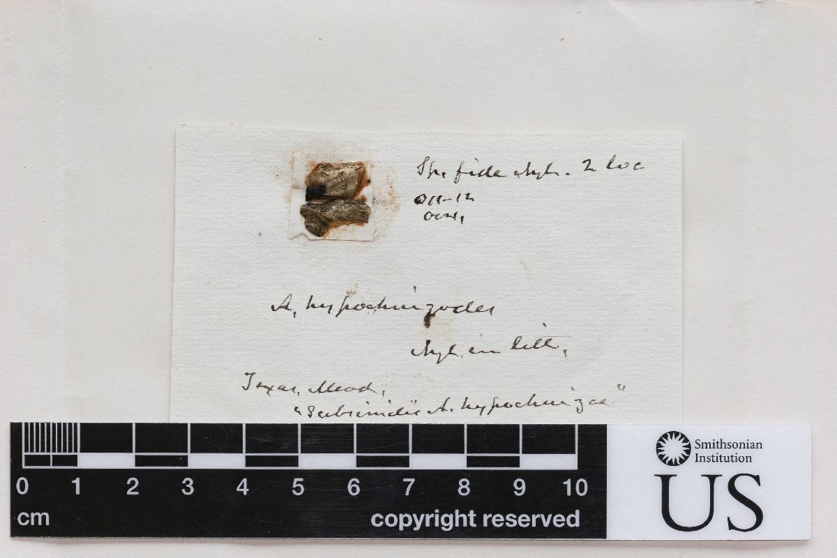 Arthonia hypochniza image