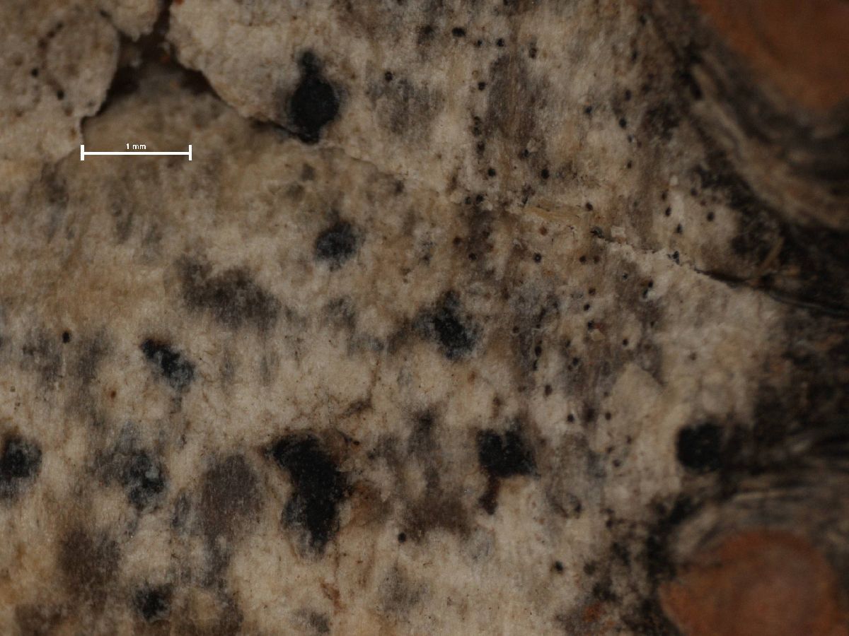 Arthonia ilicina image