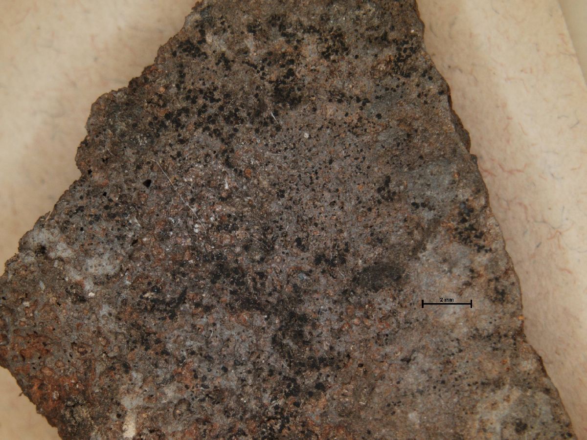 Arthonia lapidicola image