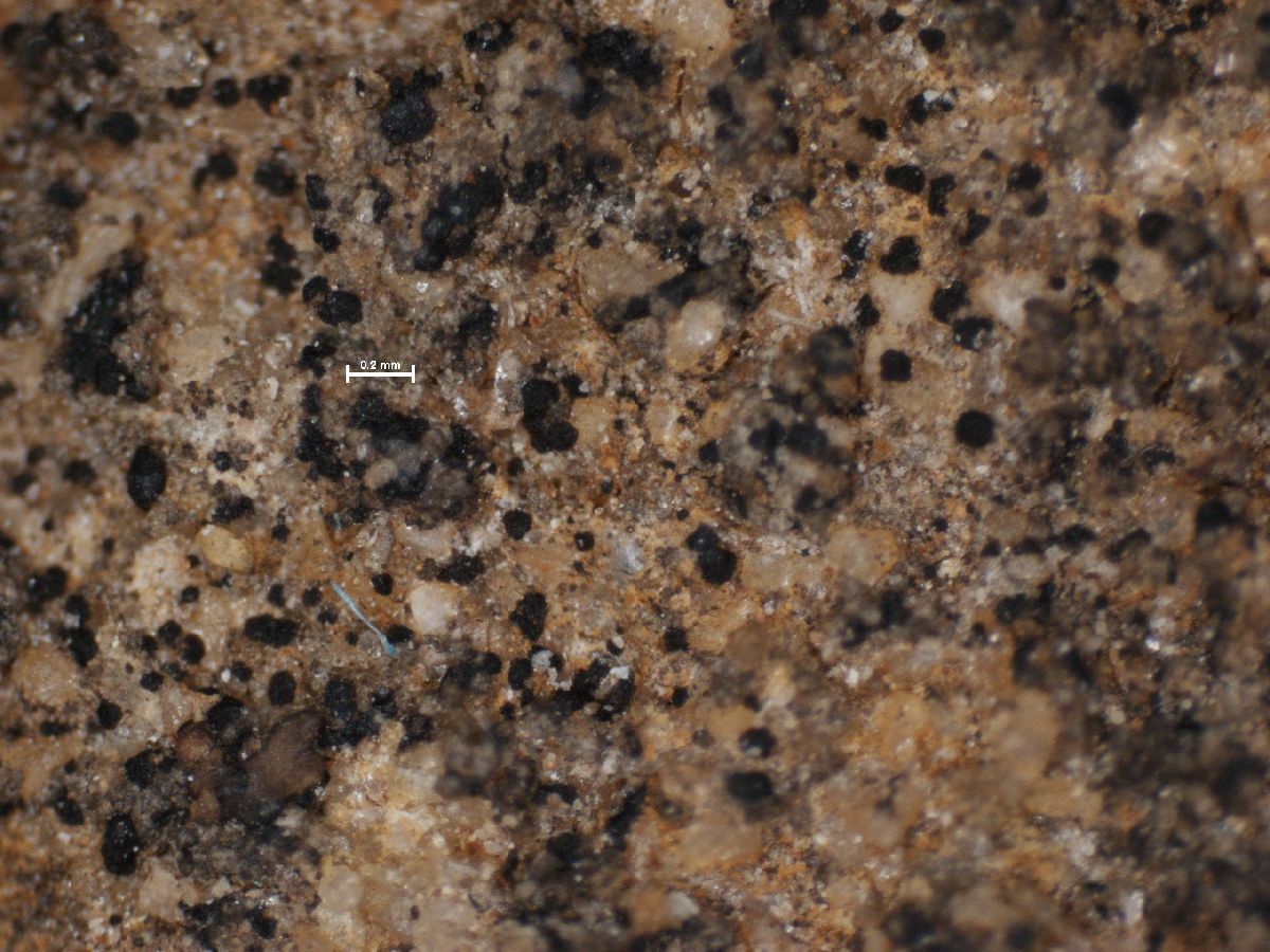 Arthonia lapidicola image