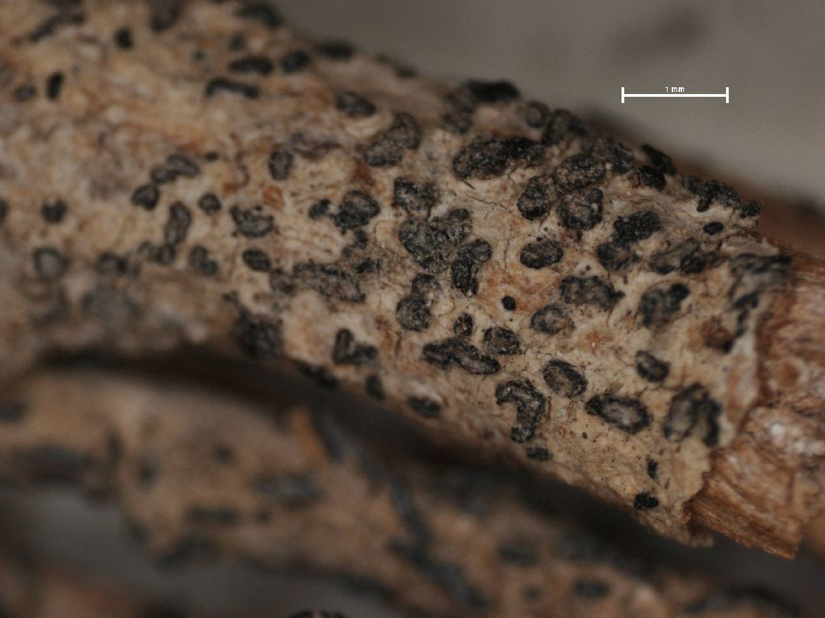 Arthonia lecanactidea image