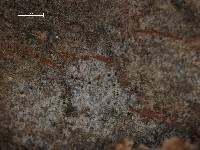 Arthonia lecideella image