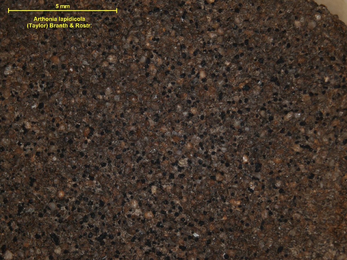 Arthonia lapidicola image