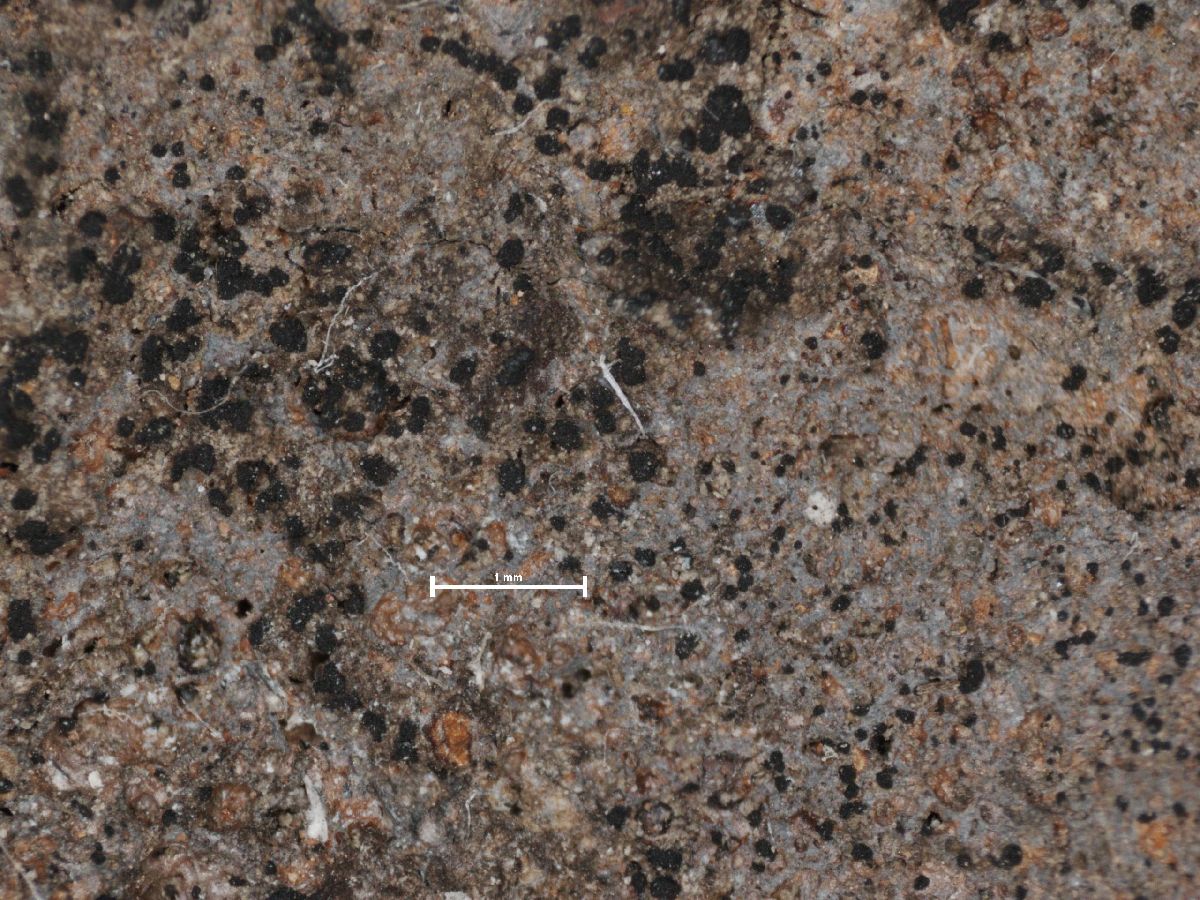 Arthonia lapidicola image