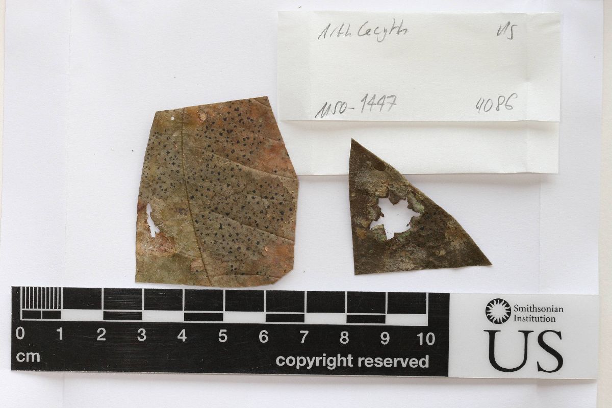 Arthonia lecythidicola image