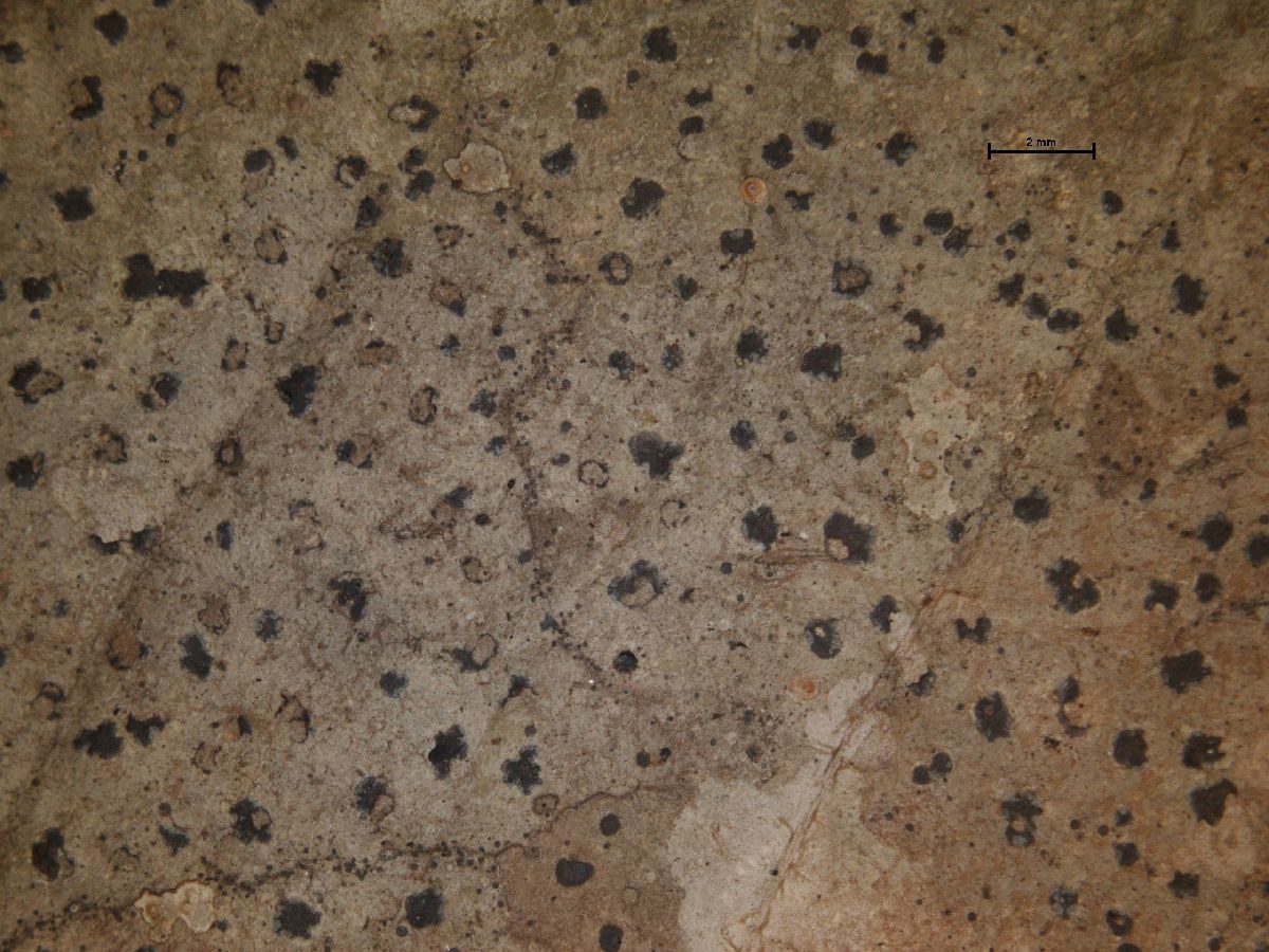 Arthonia lecythidicola image