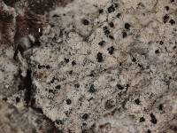 Arthonia leucopellaea image