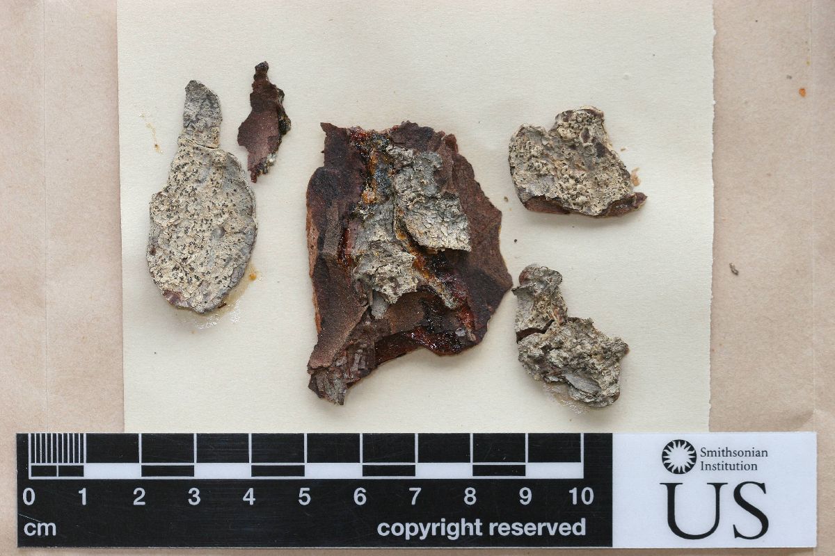 Arthonia leucopellaea image