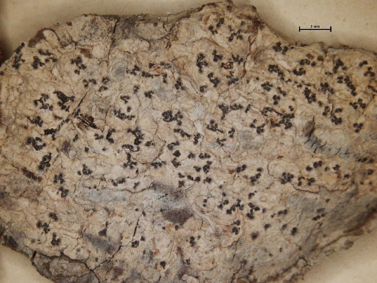 Arthonia leucopellaea image