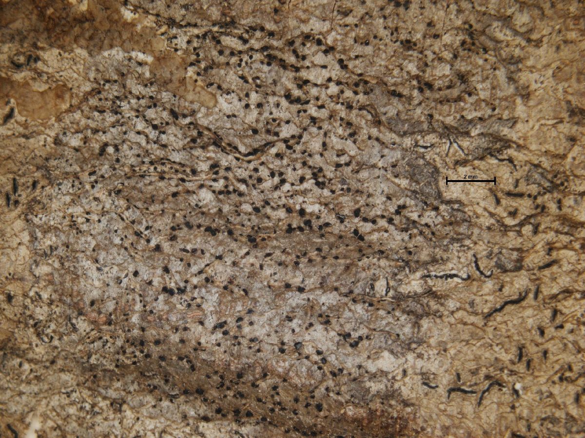 Arthonia luridofusca image