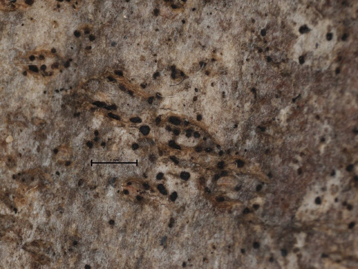 Arthonia luridofusca image
