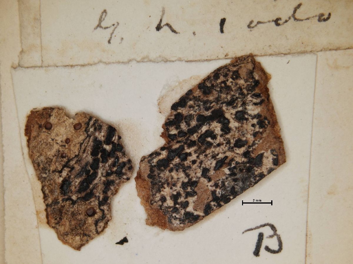 Arthonia meizomorpha image