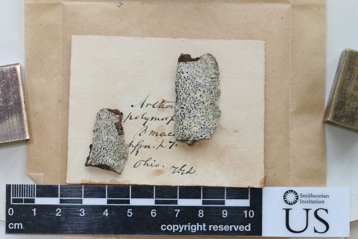 Arthonia macularis image