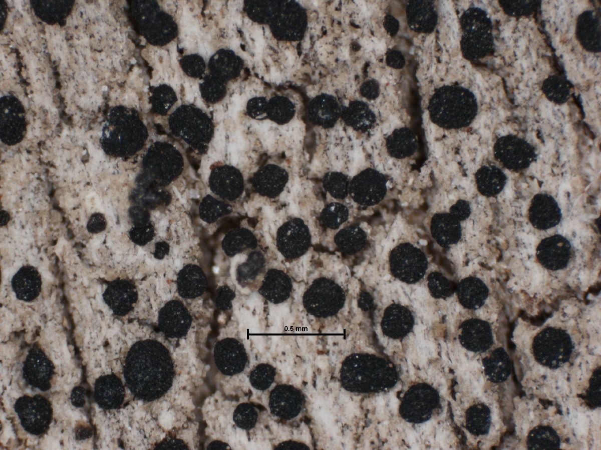 Arthonia mediella image