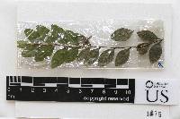 Arthonia microsticta image
